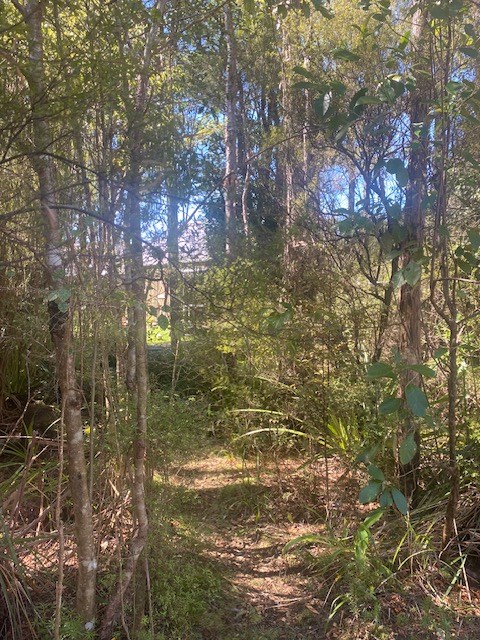 Peeking back to the house from the start of bush t