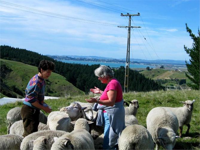 Feeding the pet sheep in back paddock