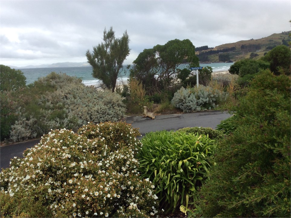 Sea lion came to visit