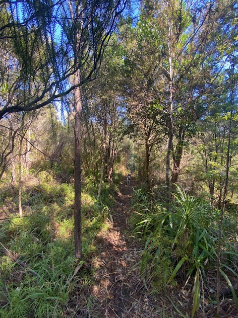 Start of bush track down to covenant