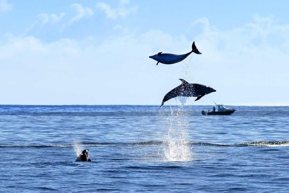 Swim with dolphins if you are lucky