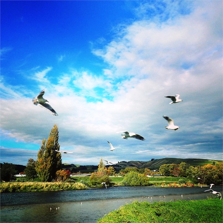 The endangered Black-billed Gull lives on Southlan