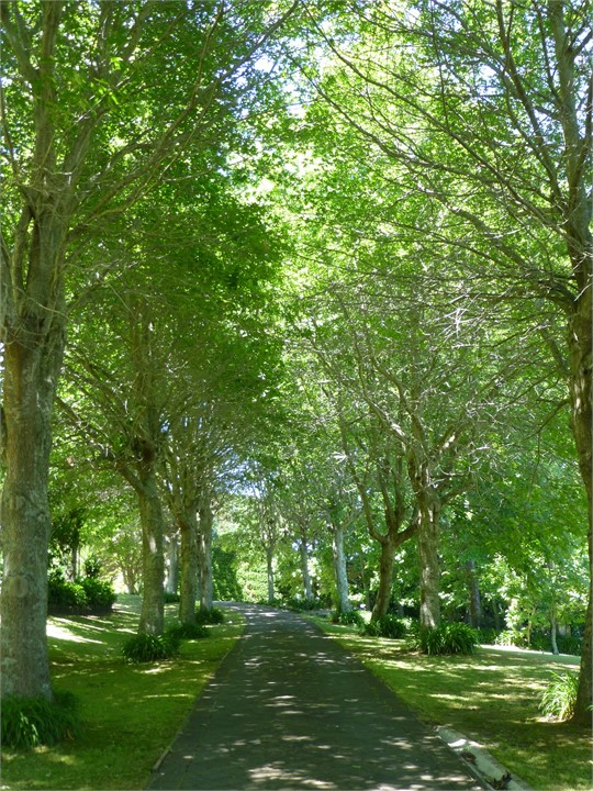 Tree lined driveway
