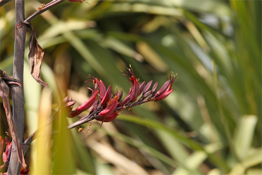 Harakeke (flax) which is a New Zealand native plan