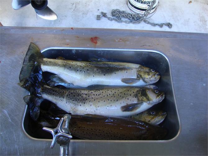 Another night fishing