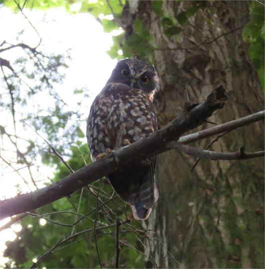 Ruru love feasting on puriri moths at night