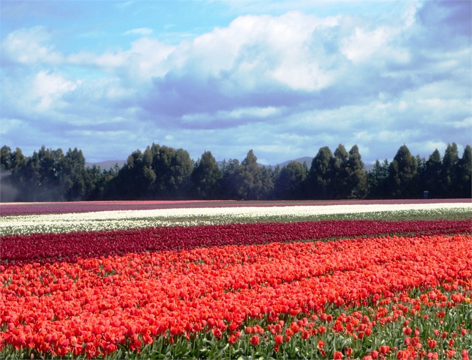 The tulip fields surrounding nearby Balfour