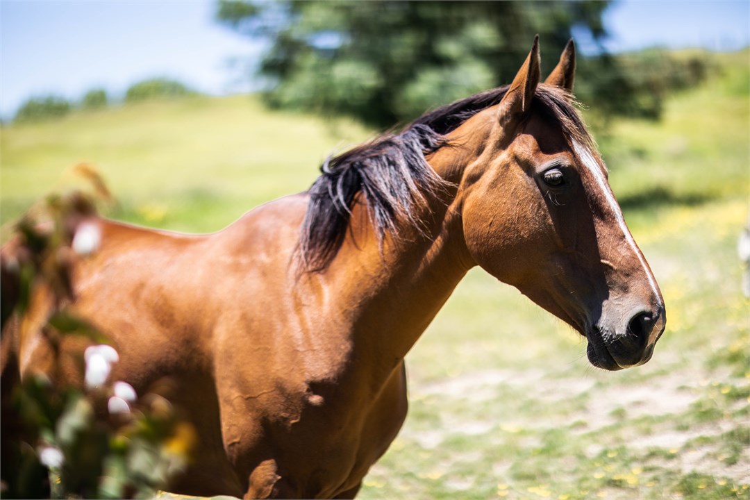 Horse Grazing in our lush paddocks