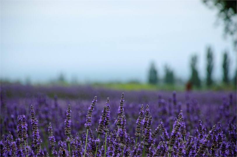 Lavender Farm