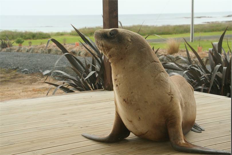 Visitor one morning - Sea Lion