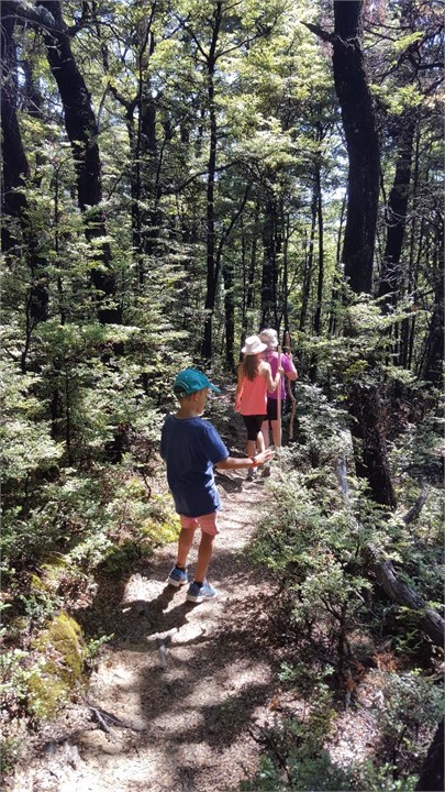 walking in the beach forest