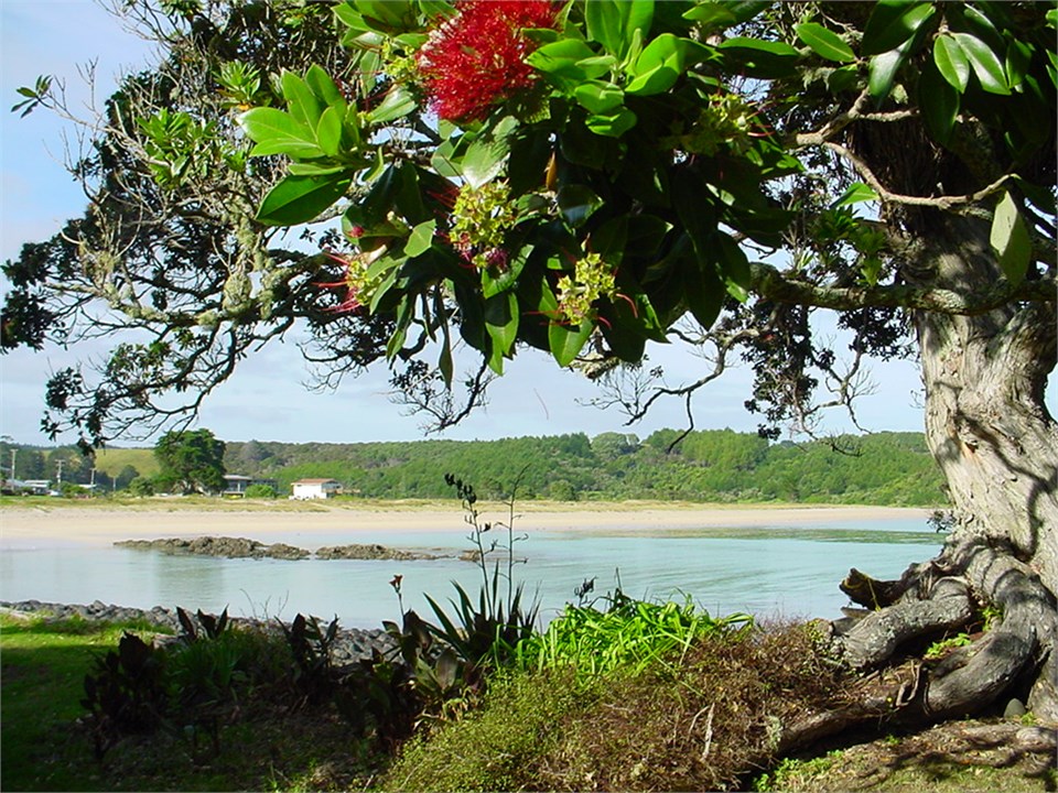 Pohutukawa blossom
