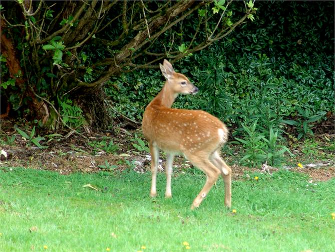 Virginian Deer on lawn of Cottage