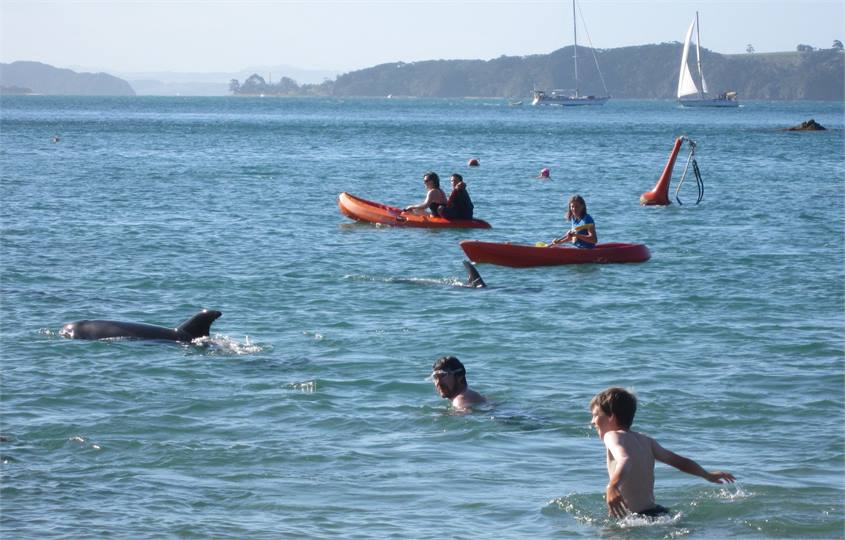 Swim with Dolphins off the beach