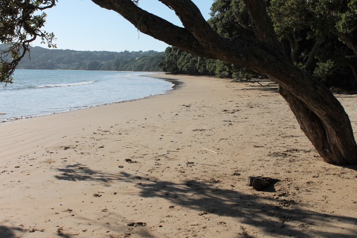 Coopers Beach meets the front lawn