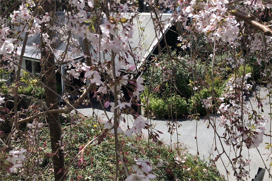 Birdsong looking down to carport