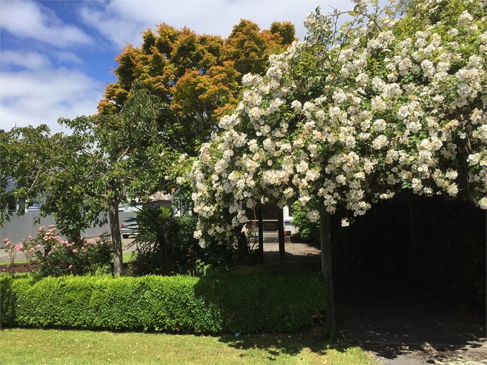 Lovett Lodge - climber rose, Summer street view