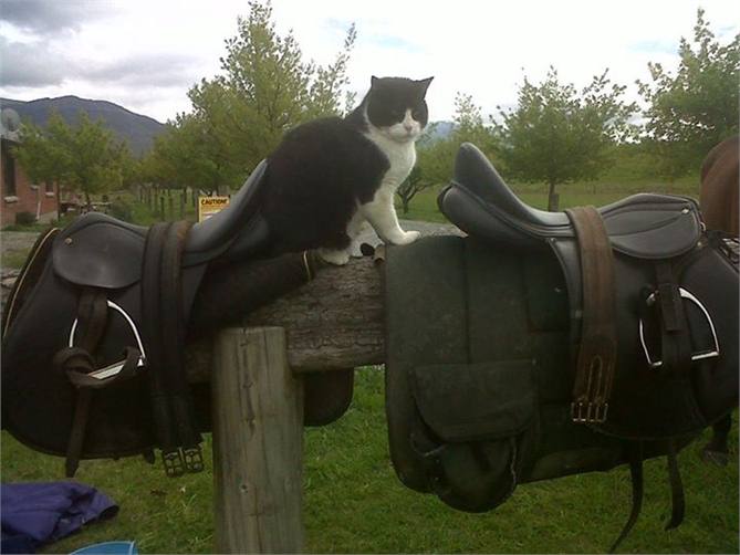 You may meet Jerry the cat