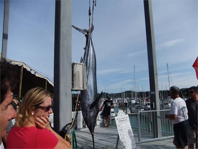 blue marlin....deep sea fishing