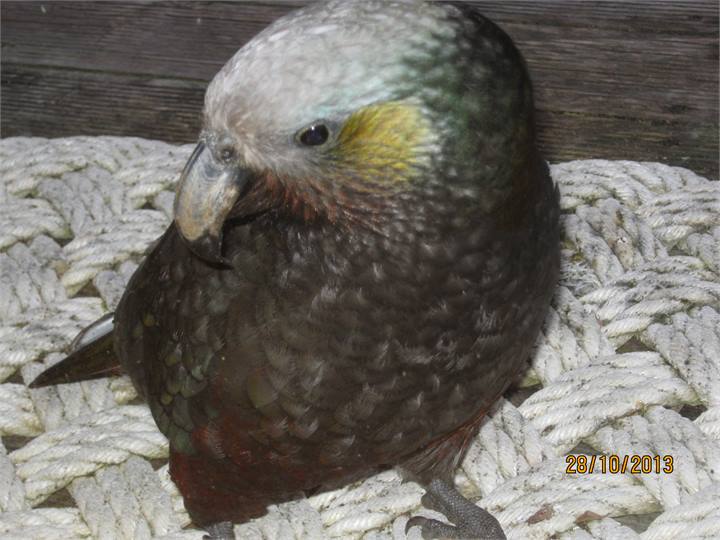 kaka visiting cottage