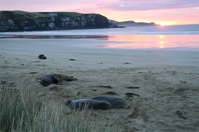 Walking at Sunrise and discovered sea lions