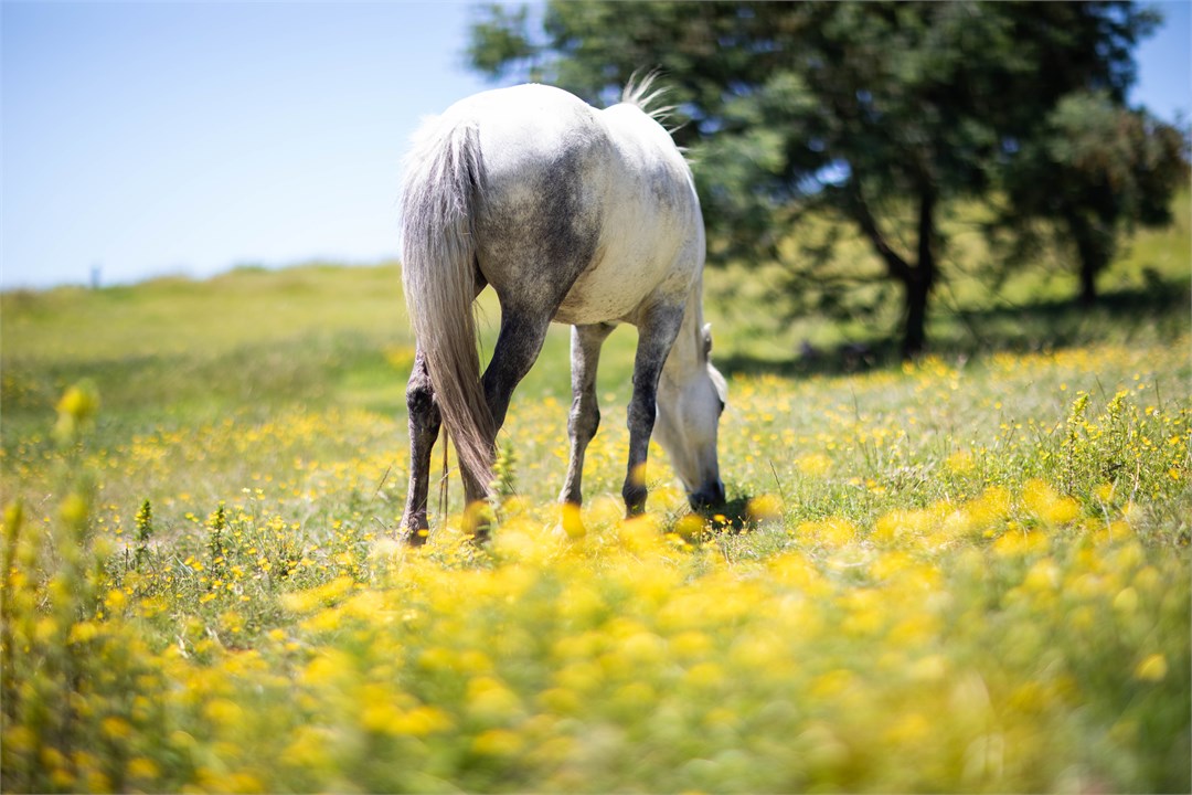 Horse Grazing in our lush paddocks