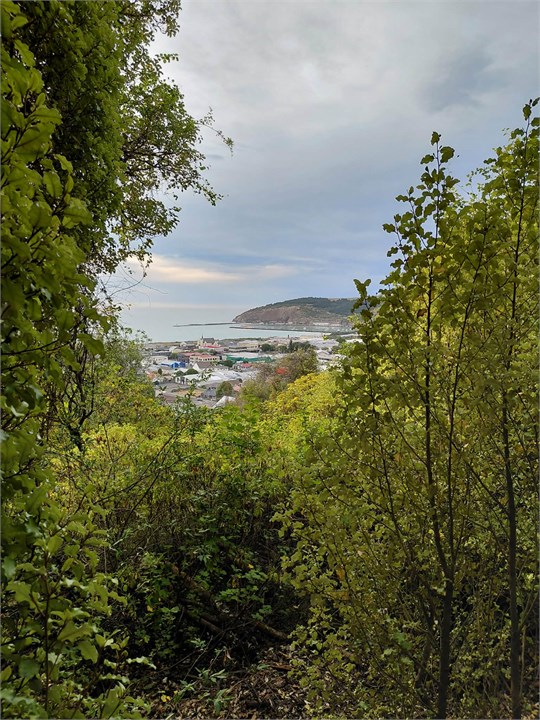 View from Roy Couper Nature Walk