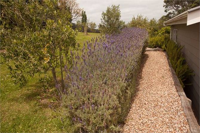Back garden holiday house rental Waiheke