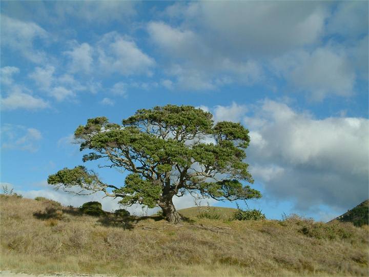 The Lone Pohutakawa Tree