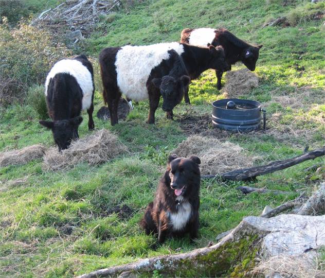 Our beautiful dog Rufus with cows