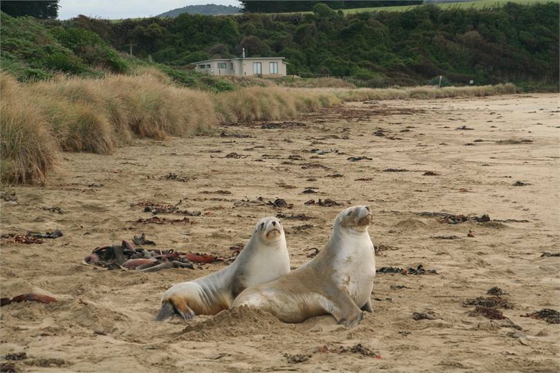 Two Female Sea Lions on beach