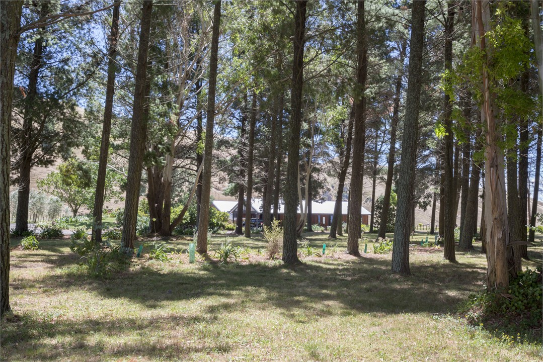 Our little pine forrest