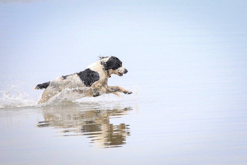 Your dog will love you more for taking him on holi