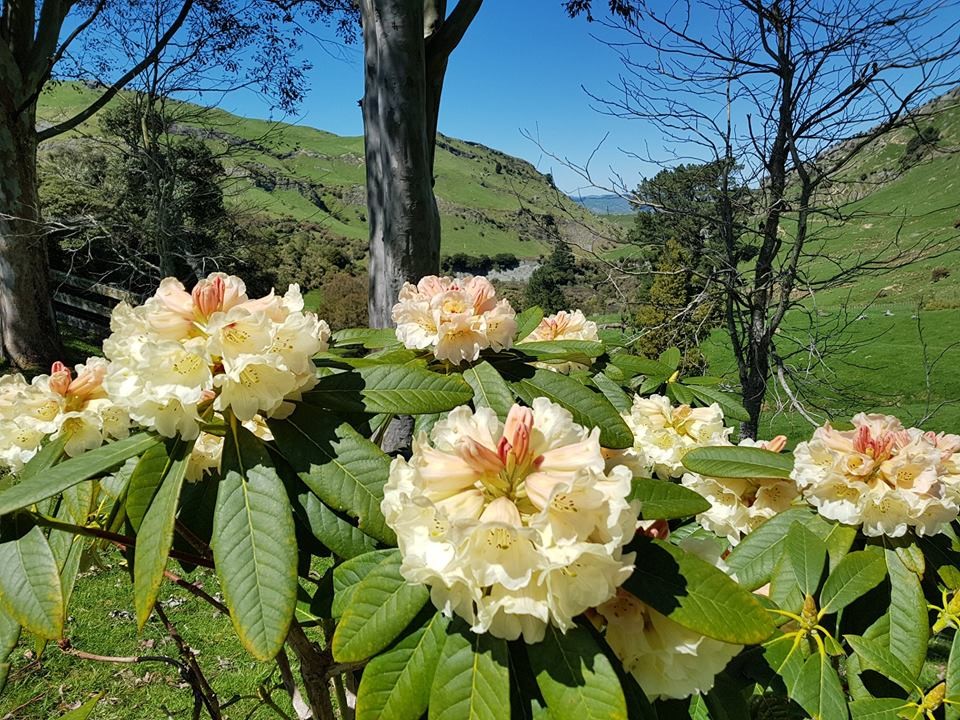 Rhododendron Garden