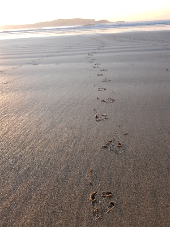 Blue penguin tracks leading from Cloud 9