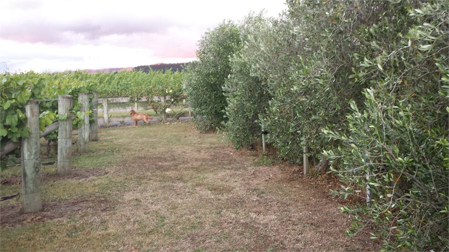 Olive grove