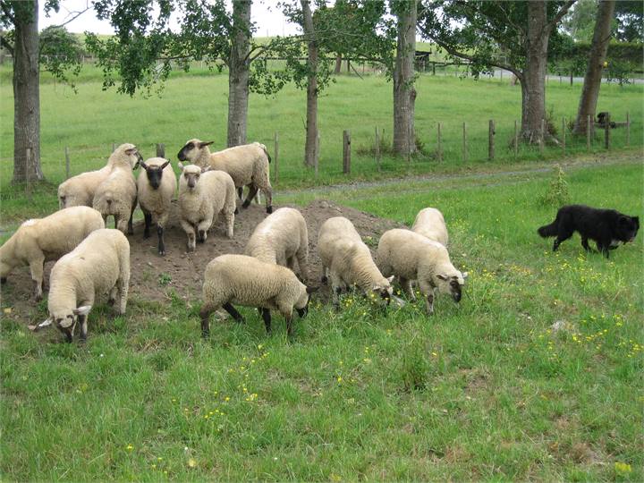 Rufus likes to heard the sheep