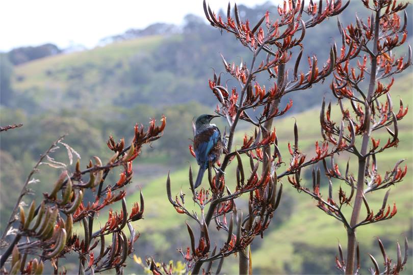 Tuï enjoying our flax flowers