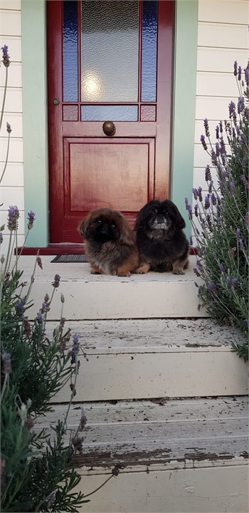 Theodore and Raven waiting patiently to be let ins