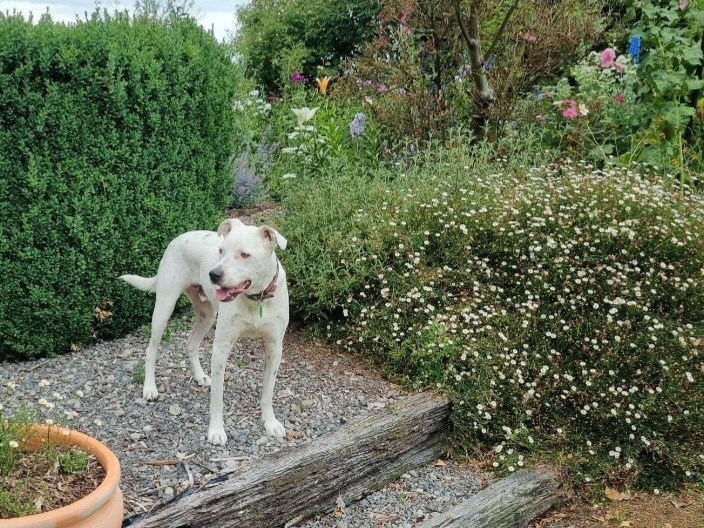 Wiremu checking out the flowers
