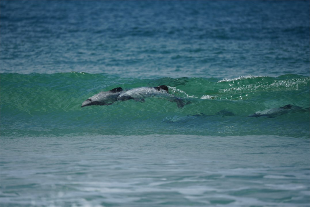 Hector Dolphin playing in the waves