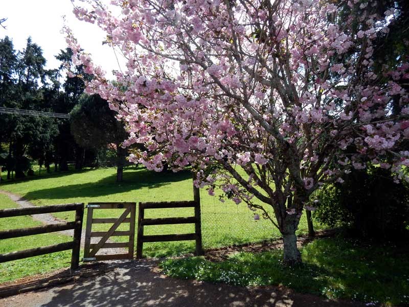 View up the pathway through the farm