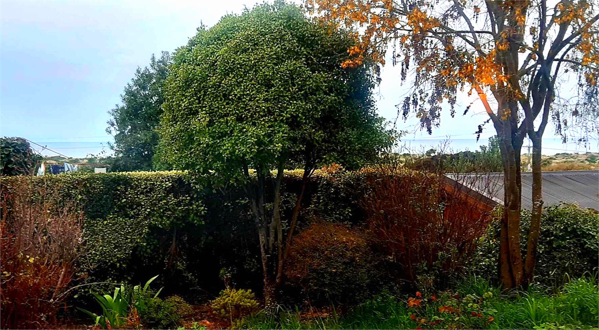 View from downstairs bedroom of the garden and bea