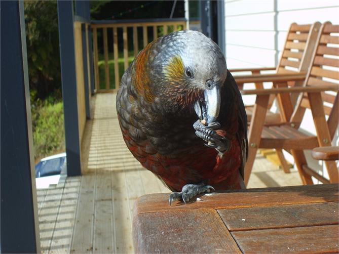 Kaka on table, eating peanuts.