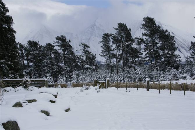 Shifting sheep past the cottage on a snowy day