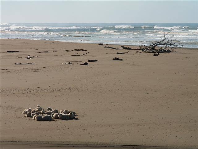 Sheep on beach