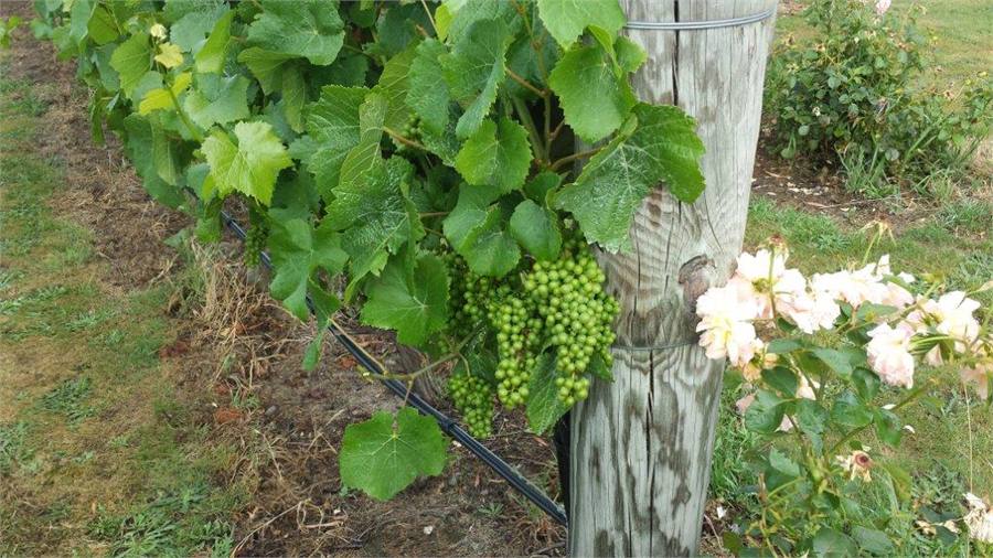 Pinot Noir grapes