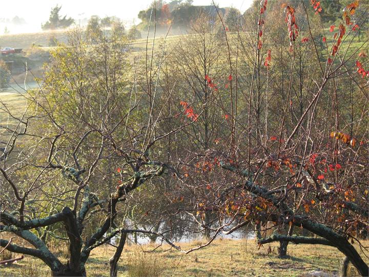 Ponds, orchards, sheep, quiet spaces