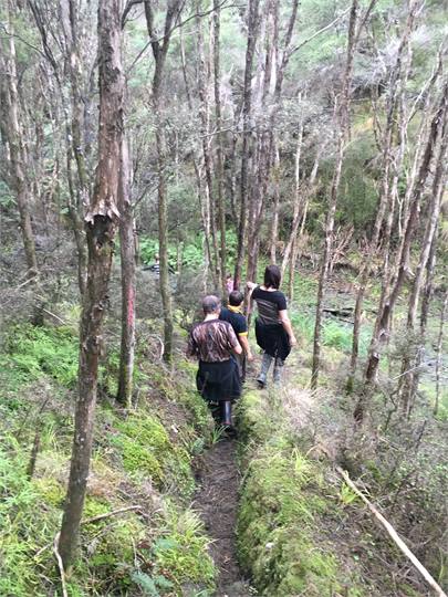 Marked walking tracks through the bush