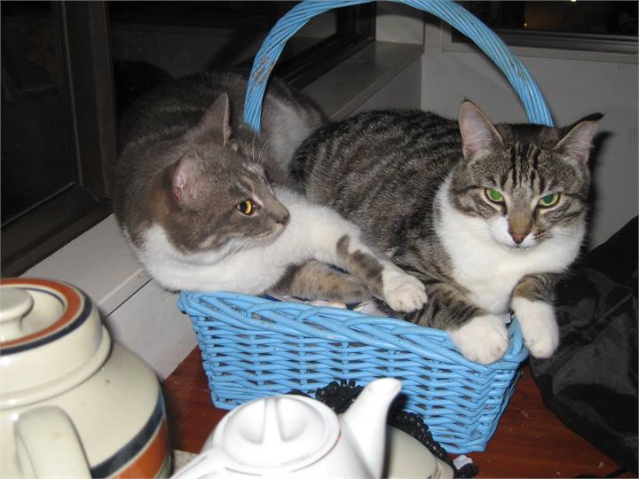 Spencer and Montgomery our beautiful cats